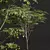 Chinese Date Tree Plant 3D 3D model small image 2
