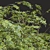 Chinese Date Tree Plant 3D 3D model small image 3