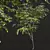 Chinese Date Tree Plant 3D 3D model small image 4