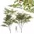Ziziphus Jujuba Chinesische Dattel Plant 3D model small image 1