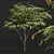 Ziziphus Jujuba Chinesische Dattel Plant 3D model small image 2