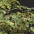 Ziziphus Jujuba Chinesische Dattel Plant 3D model small image 3