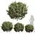 Cistus Albidus Zistrose Plant Model 3D model small image 1