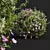 Cistus Albidus Zistrose Plant Model 3D model small image 2