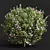 Cistus Albidus Zistrose Plant Model 3D model small image 3