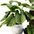 Tropical Elephant Ear Plant Collection 3D model small image 5