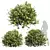 Fragrant Yellow Evergreen Shrub Model 3D model small image 1
