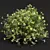Fragrant Yellow Evergreen Shrub Model 3D model small image 2