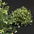Fragrant Yellow Evergreen Shrub Model 3D model small image 3