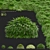 Hakonechloa macra Ornamental Grass Collection 3D model small image 1