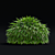 Hakonechloa macra Ornamental Grass Collection 3D model small image 3