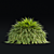 Hakonechloa macra Ornamental Grass Collection 3D model small image 7