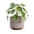 Chinese Money Plant 3D Model 3D model small image 1