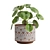 Chinese Money Plant 3D Model 3D model small image 4