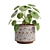 Chinese Money Plant 3D Model 3D model small image 5