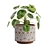 Chinese Money Plant 3D Model 3D model small image 6