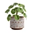 Chinese Money Plant 3D Model 3D model small image 7