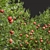 Fruity 3D Tree Bundle 3D model small image 2