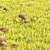 Detailed Grass & Mushroom Lawn 3D 3D model small image 1