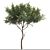 Moroccan Broom Tree Duo 3D model small image 2