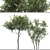 Moroccan Broom Tree Duo 3D model small image 4