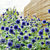 Bannaticus Echinops Flower Models 3D model small image 9