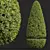 Ficus Concinna Bonsai Pruned Set 3D model small image 2