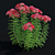 Achillea Millefolium Flower Collection 3D model small image 4