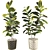 Rubber Plant 3D Model Kit 3D model small image 1