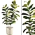 Rubber Plant 3D Model Kit 3D model small image 4