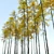 Autumn Forest Trees Collection 3D model small image 2