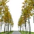 Autumn Forest Trees Collection 3D model small image 3