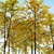 Autumn Forest Trees Collection 3D model small image 5