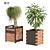 Detailed Ponytail Palm & Rubber Fig Planters 3D model small image 1