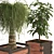 Detailed Ponytail Palm & Rubber Fig Planters 3D model small image 2