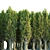 PBR Poplar Trees Collection Vol.145 3D model small image 5