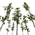 Pinus Echinata Palustris Tree Models 3D model small image 3