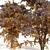 Autumn Aralia Elata Tree Pair 3D model small image 2