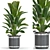 Title: Corona Plant Collection 3D Models 3D model small image 1