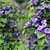 Blue Morning Glory 3D Model 3D model small image 2