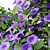 Blue Morning Glory 3D Model 3D model small image 5