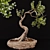 Corona Bonsai Plant 01 3Ds Max 3D model small image 1