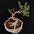 Corona Bonsai Plant 01 3Ds Max 3D model small image 2