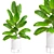 Corona Plant Collection 3D Models 3D model small image 1