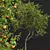 3D Apple & Persimmon Trees 3D model small image 3