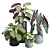 Exotic Indoor Plant Collection Pack 3D model small image 1