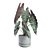 Exotic Indoor Plant Collection Pack 3D model small image 5