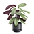 Exotic Indoor Plant Collection Pack 3D model small image 6