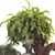 Spooky Halloween Outdoor Plant Set 3D model small image 5