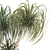 Sculptural Ponytail Palm Tree 3D model small image 6